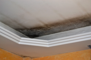 green mold growth on ceiling