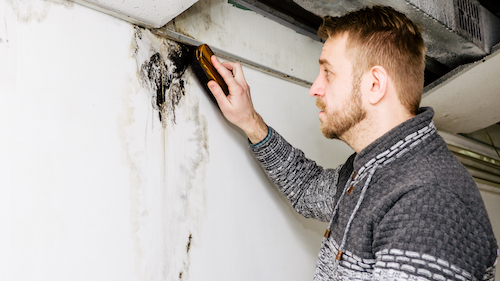 Bearded man removes black mold on the wall after leakage